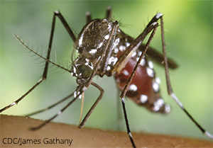 Photo of Aedes albopictus mosquito - credit cdc/James Gathany